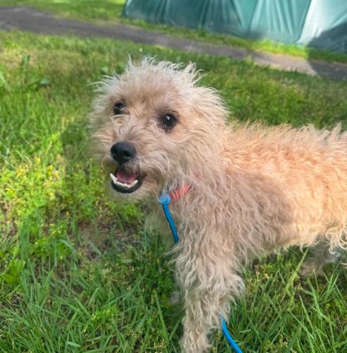 Darla, a Adoptable mixed breed in Hamden, CT image 2/5