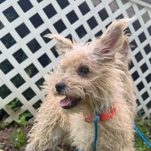 Darla, a Adoptable mixed breed in Hamden, CT image 3/5