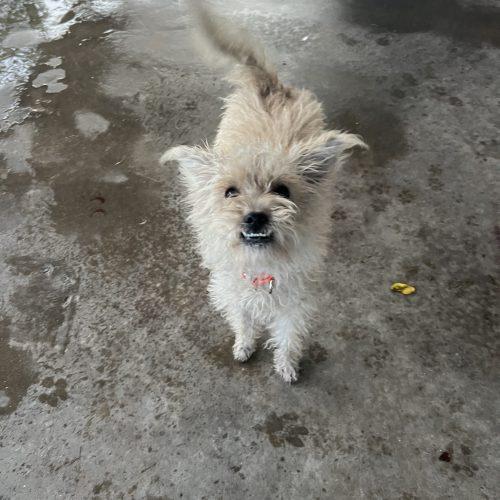 Darla, a Adoptable mixed breed in Hamden, CT image 4/5