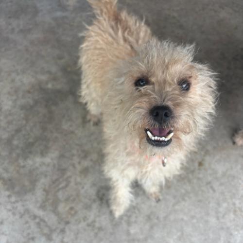 Darla, a Adoptable mixed breed in Hamden, CT image 5/5