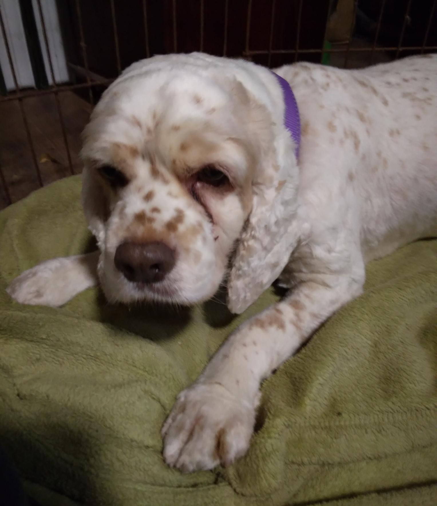 Freckles, a Adoptable Cocker Spaniel in Brandon, SD image 1/3