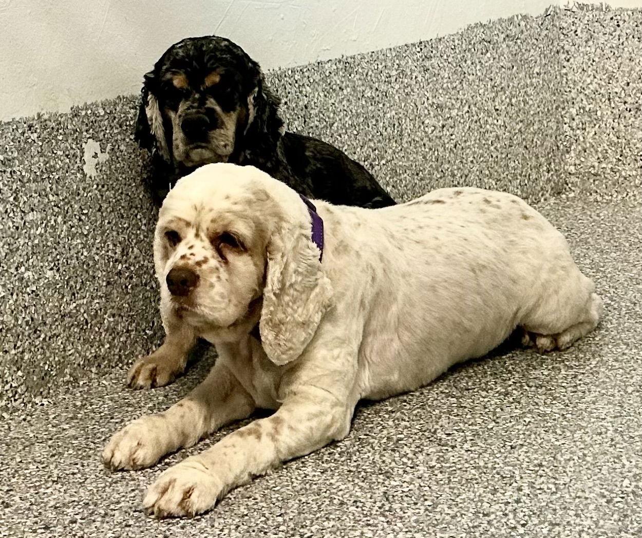 Freckles, a Adoptable Cocker Spaniel in Brandon, SD image 3/3