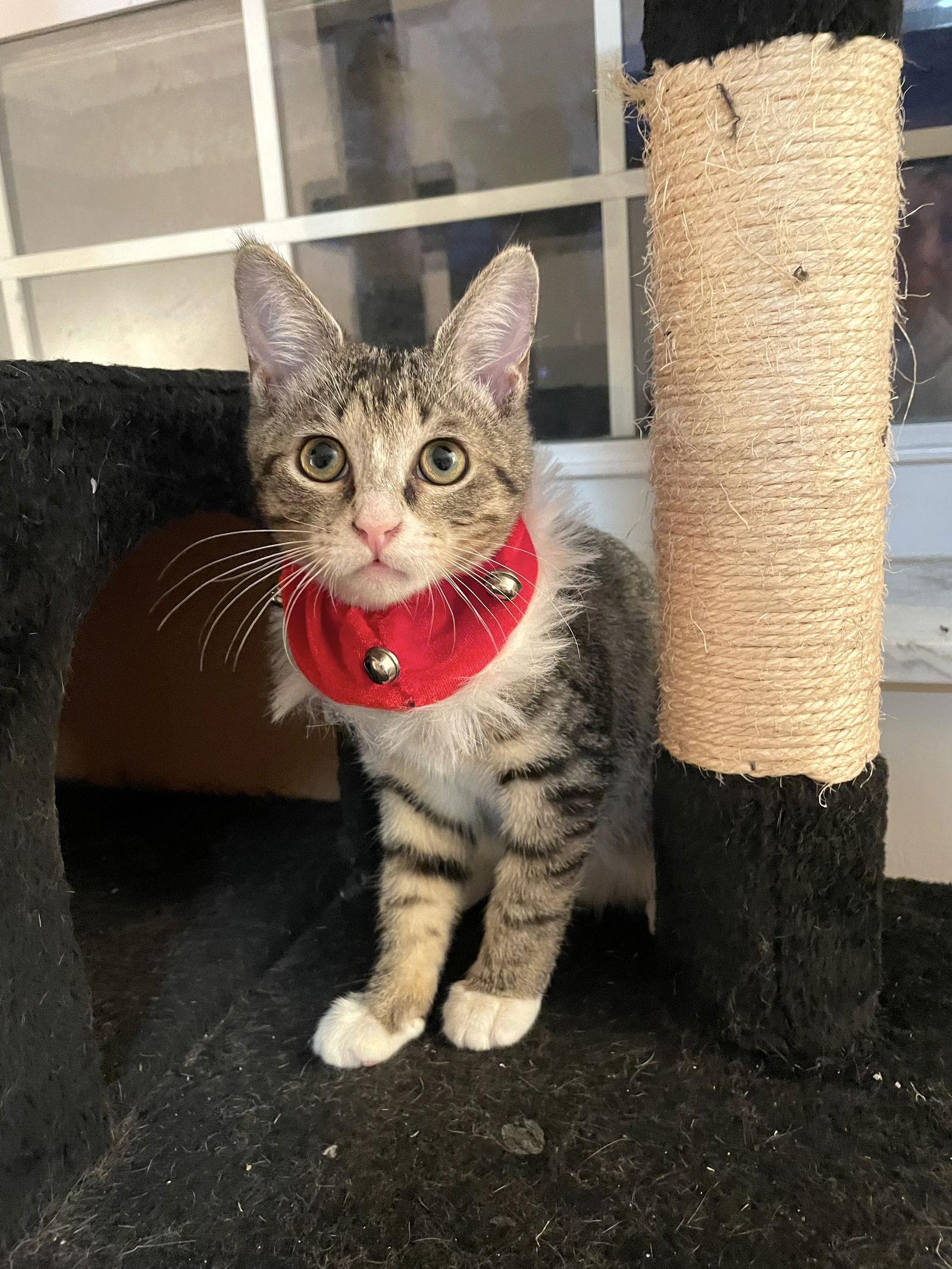 Diamond, a Adopted Domestic Short Hair in Broomall, PA image 1/3