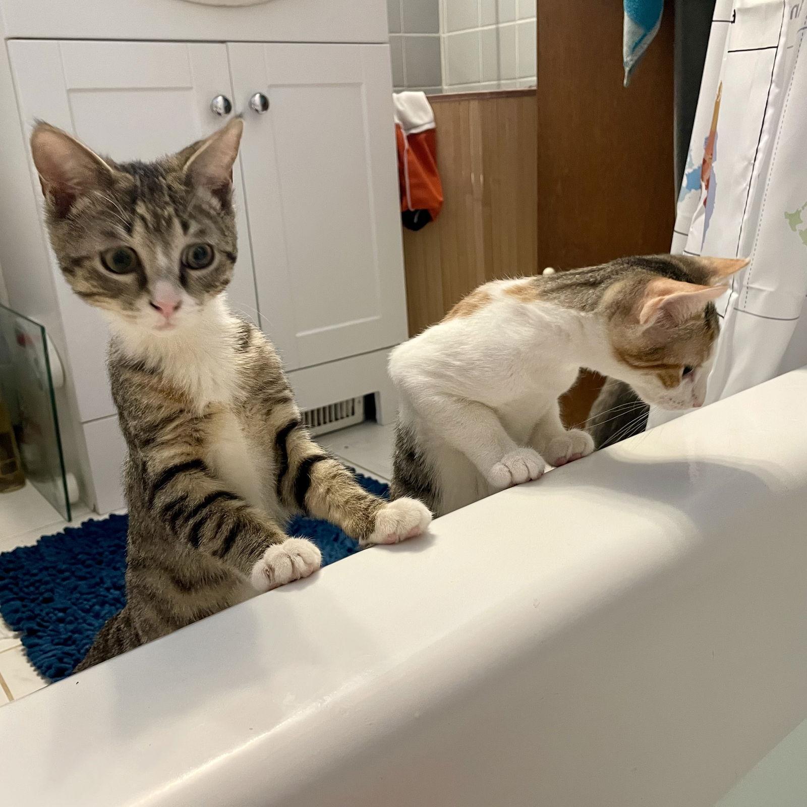 Diamond, a Adopted Domestic Short Hair in Broomall, PA image 2/3