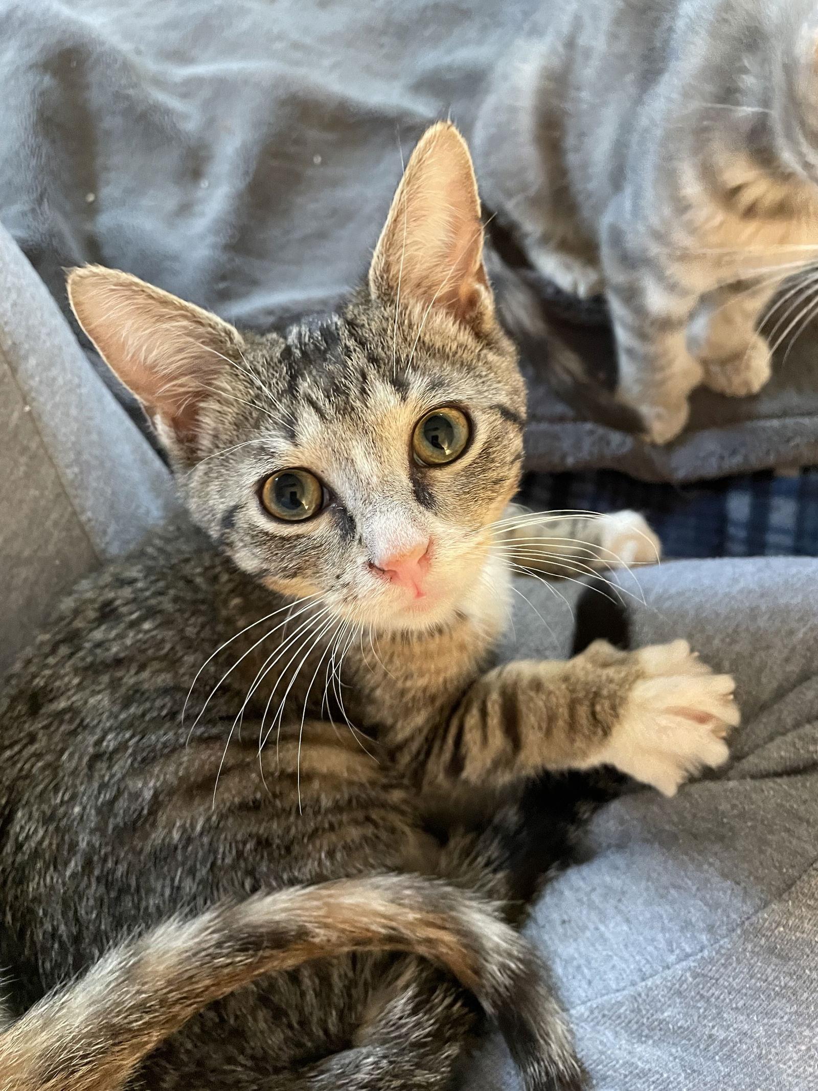 Diamond, a Adopted Domestic Short Hair in Broomall, PA image 3/3