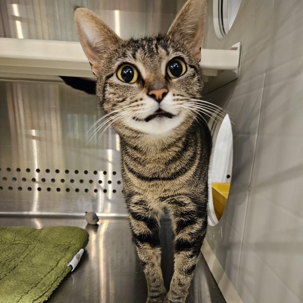 Sadie, Adoptable, Adult Female Domestic Short Hair.