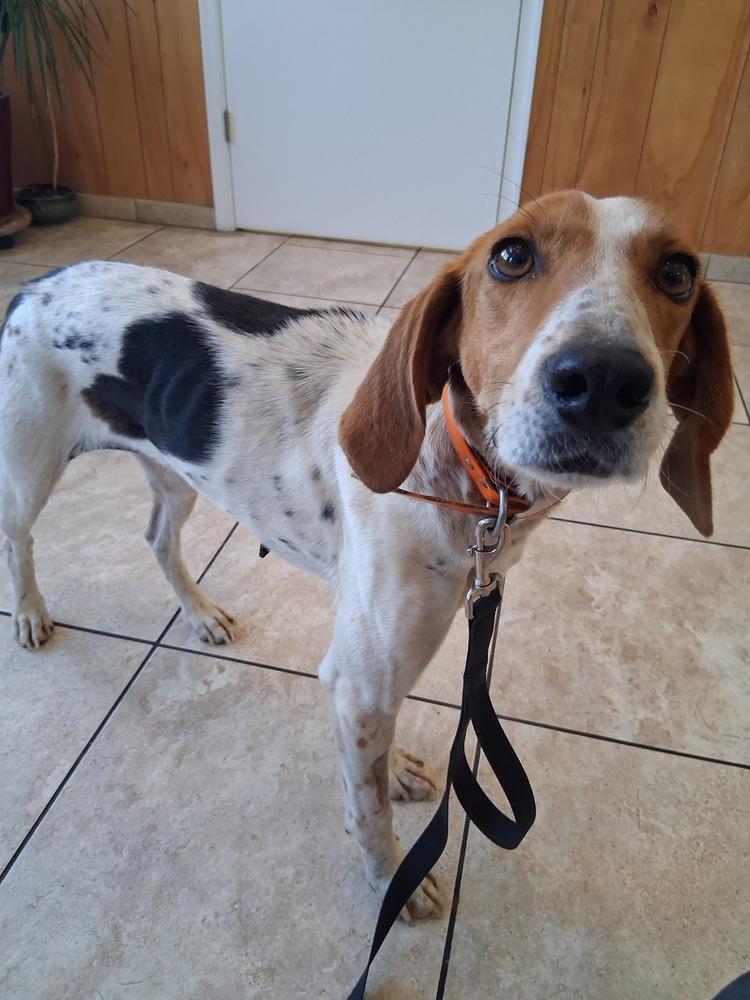 Enlarge Mama Mia, a Adoptable mixed breed in Louisa, VA image 1/6