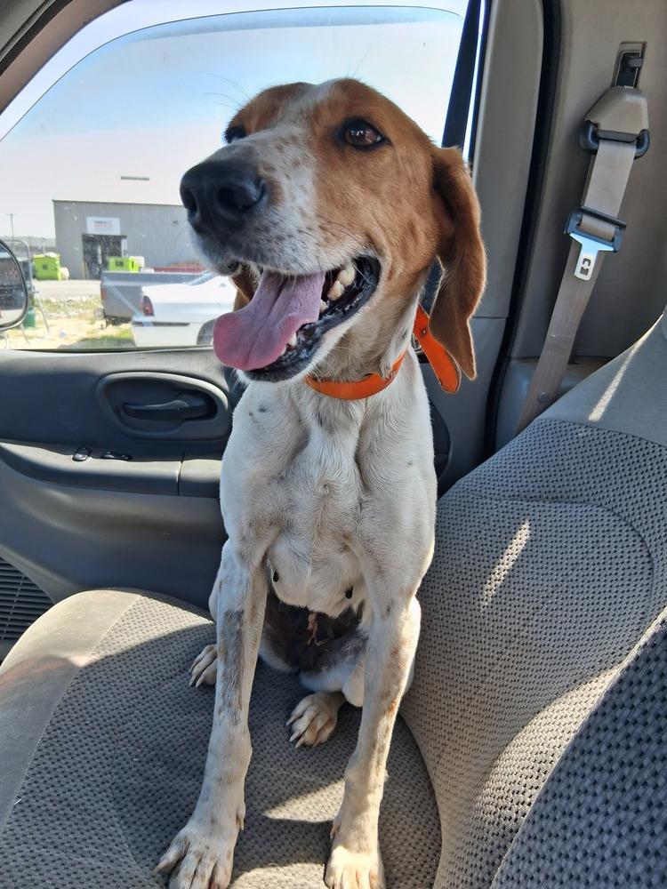 Enlarge Mama Mia, a Adoptable mixed breed in Louisa, VA image 2/6