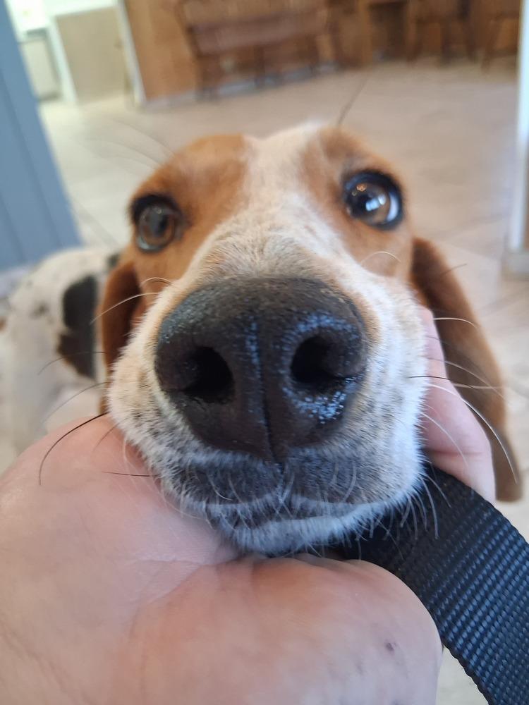 Mama Mia, Adoptable, Adult Female Beagle & Hound.