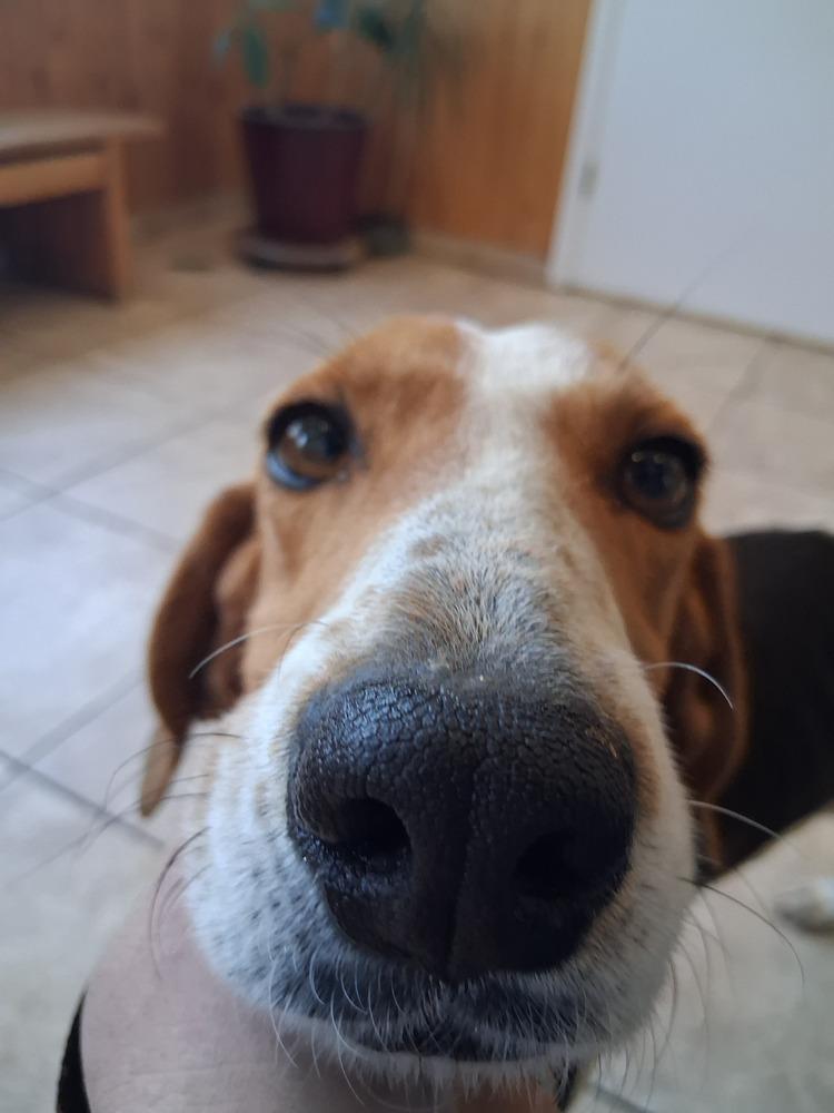 Mama Mia, Adoptable, Adult Female Beagle & Hound.