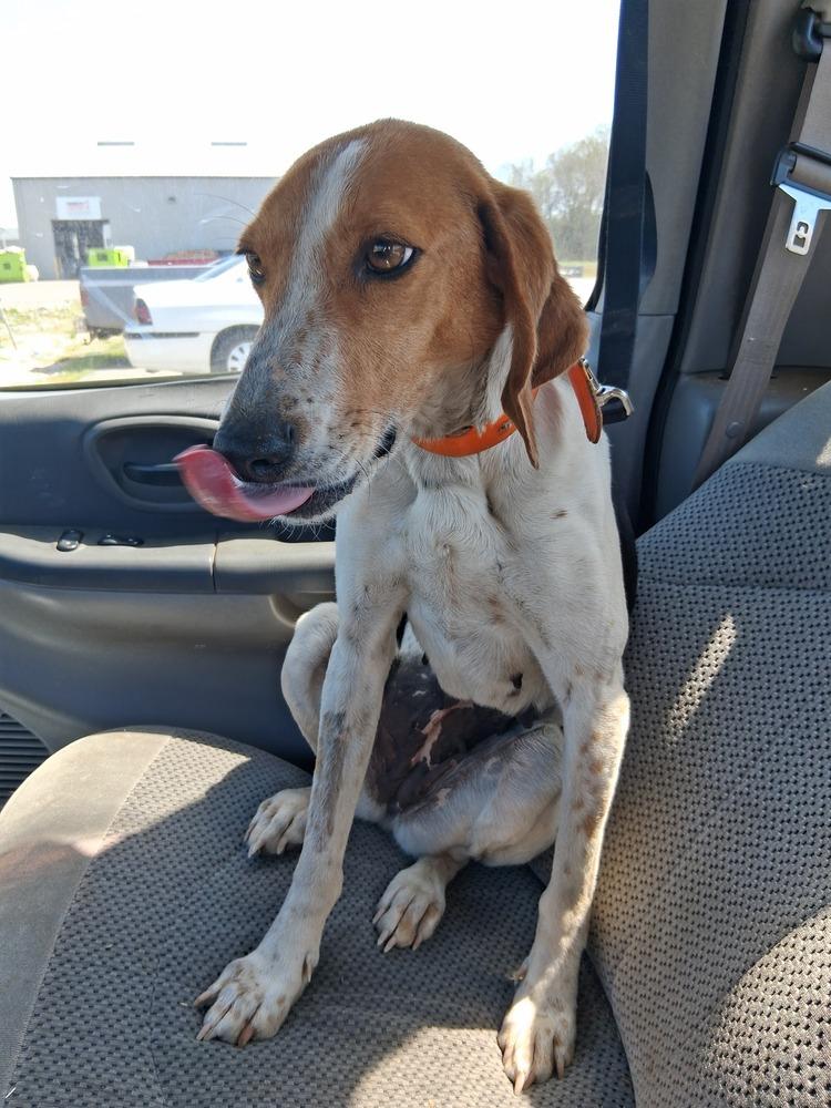 Enlarge Mama Mia, a Adoptable mixed breed in Louisa, VA image 5/6