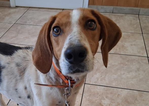 Enlarge Mama Mia, a Adoptable mixed breed in Louisa, VA image 6/6