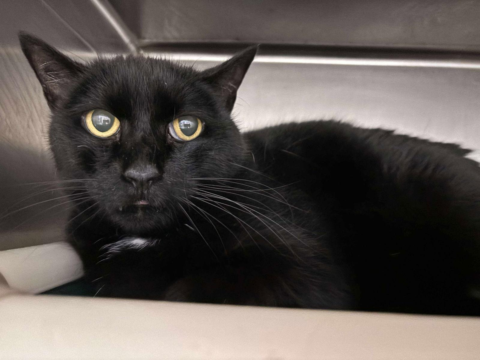 Edwina: Not at shelter (Debra), Adoptable, Senior Female Domestic Short Hair.