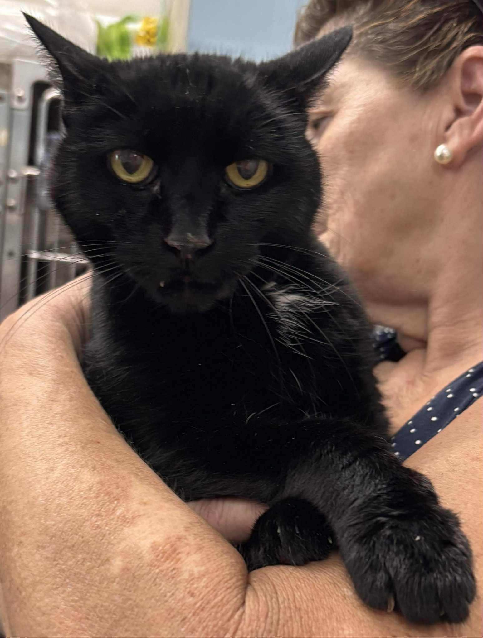 Edwina: Not at shelter (Debra), a Adoptable Domestic Short Hair in Rustburg, VA image 2/2