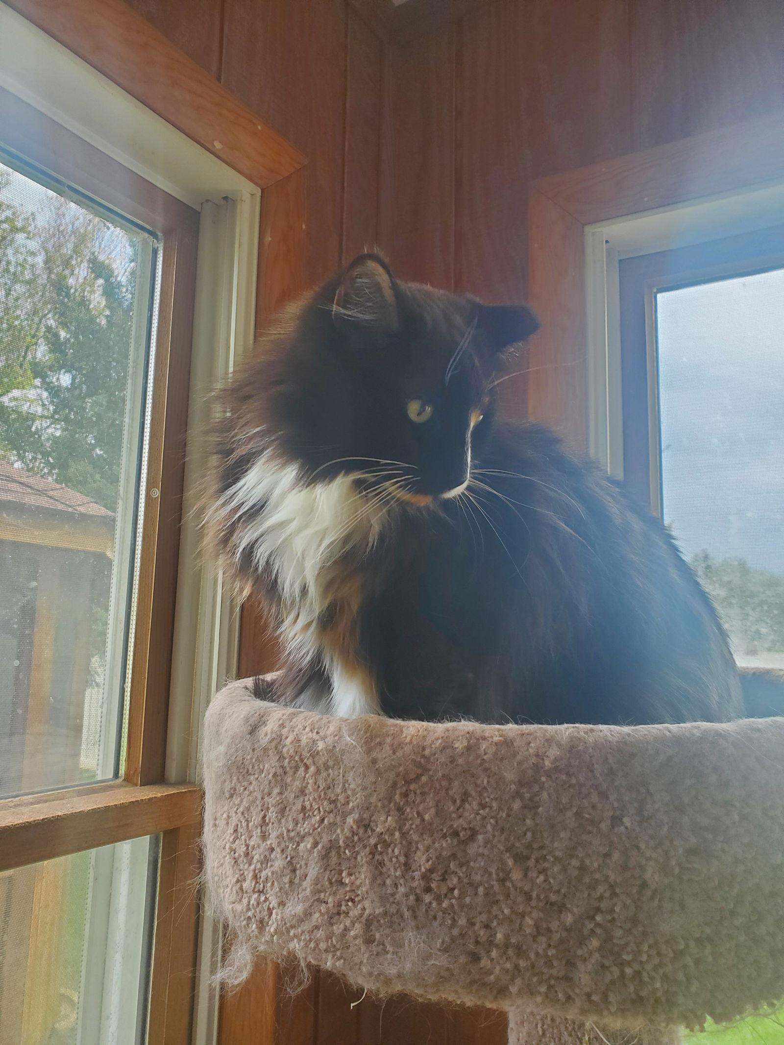 Leila - Barn Cat, a Adoptable Domestic Long Hair in Trexlertown, PA image 2/6