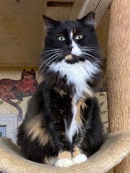 Leila - Barn Cat, a Adoptable Domestic Long Hair in Trexlertown, PA image 3/6