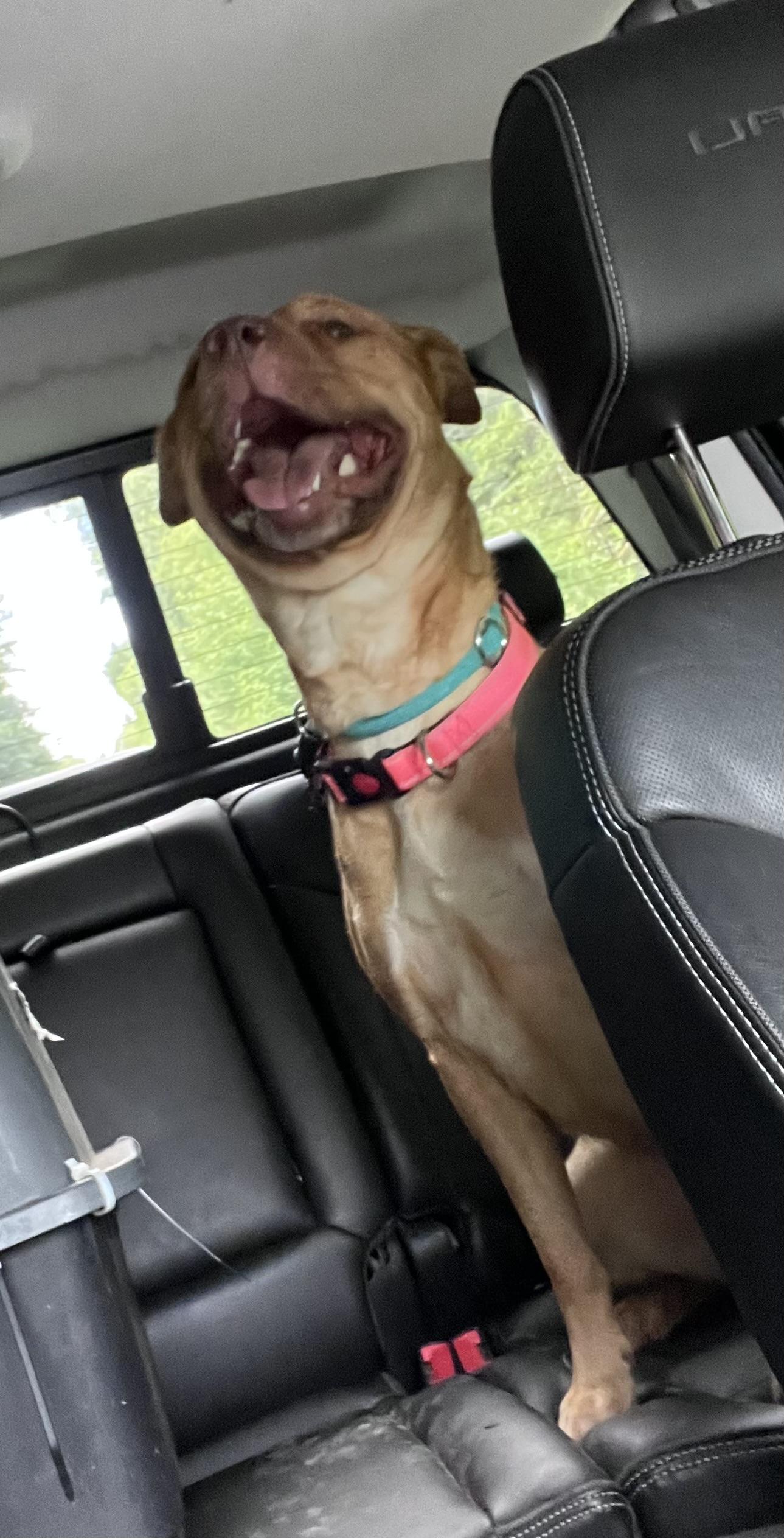 Sasha, Adoptable, Adult Female Black Mouth Cur & Pit Bull Terrier.