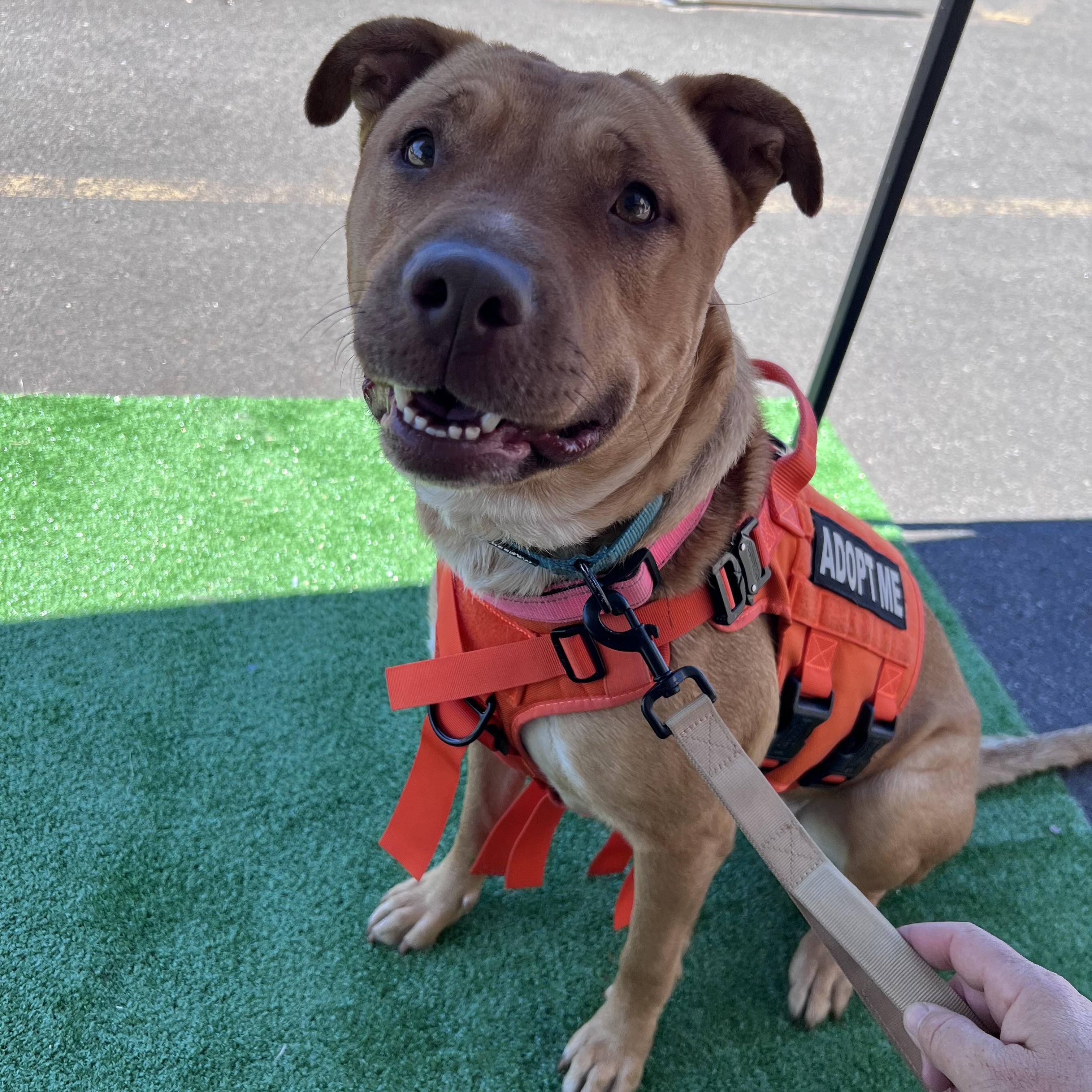 Enlarge Sasha, a Adoptable mixed breed in Seattle, WA image 3/3