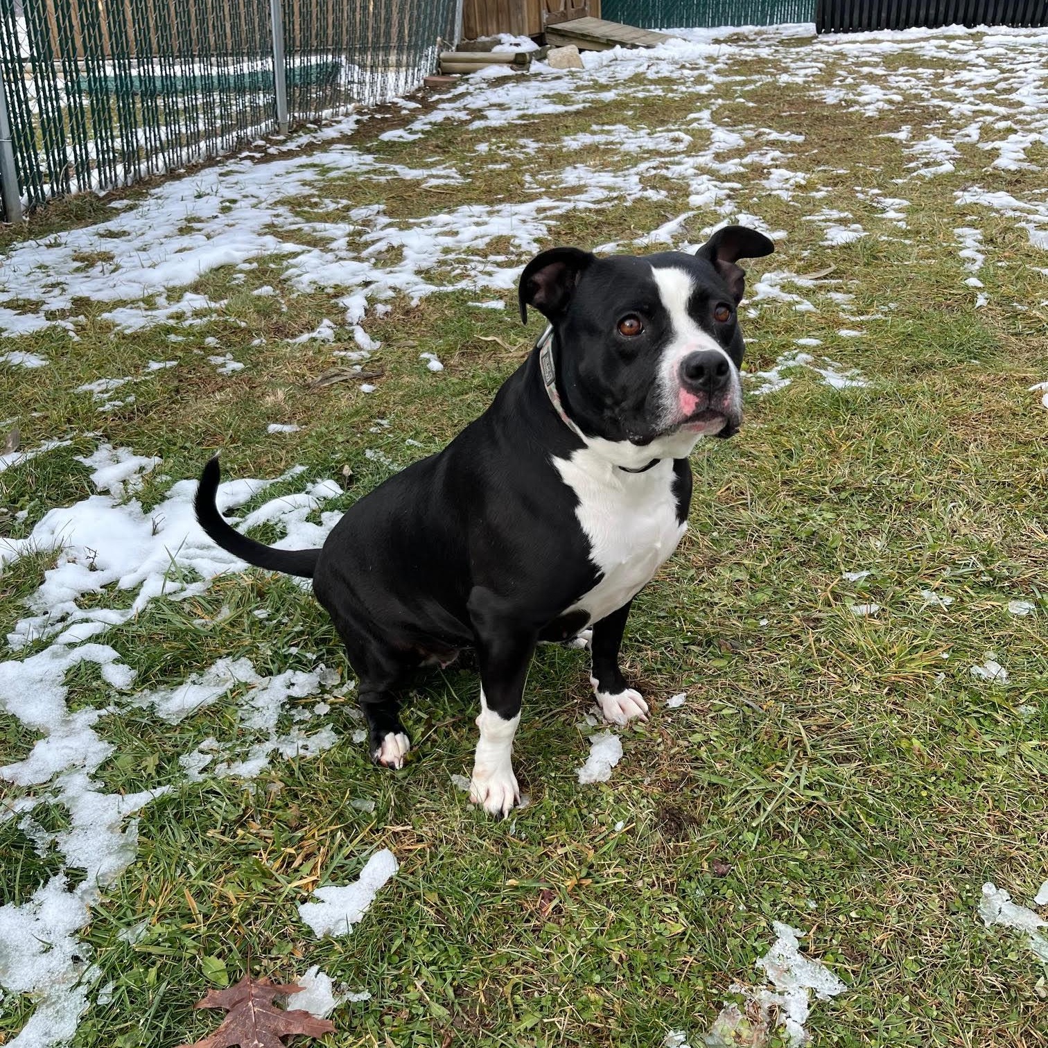 Enlarge Tootsie- 100% Sponsored Adoption, a Adoptable mixed breed in West Jefferson, OH image 1/5