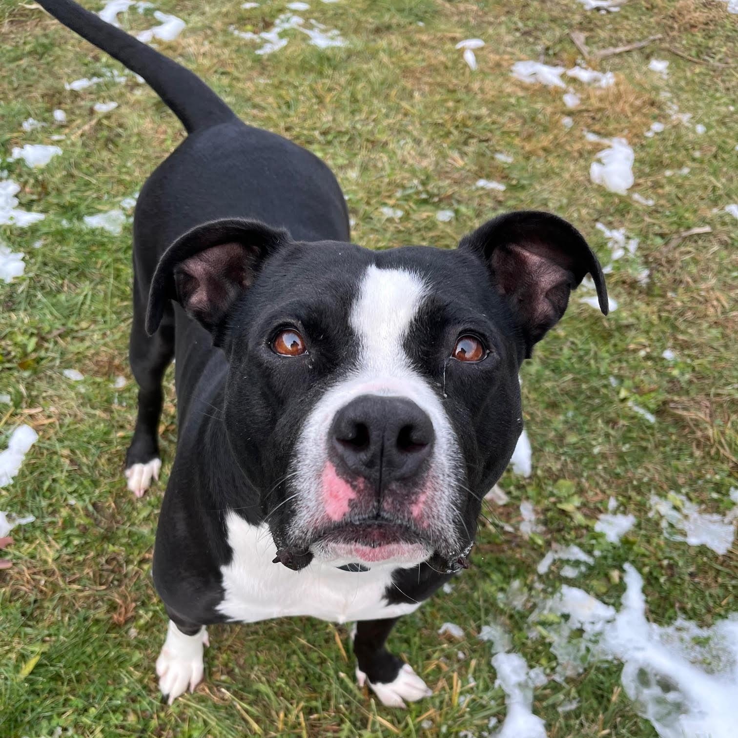 Enlarge Tootsie- 100% Sponsored Adoption, a Adoptable mixed breed in West Jefferson, OH image 2/5