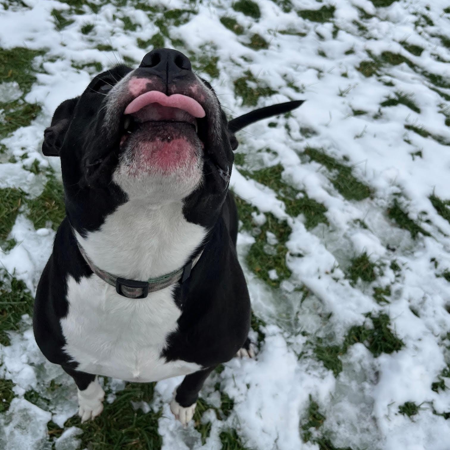 Enlarge Tootsie- 100% Sponsored Adoption, a Adoptable mixed breed in West Jefferson, OH image 3/5