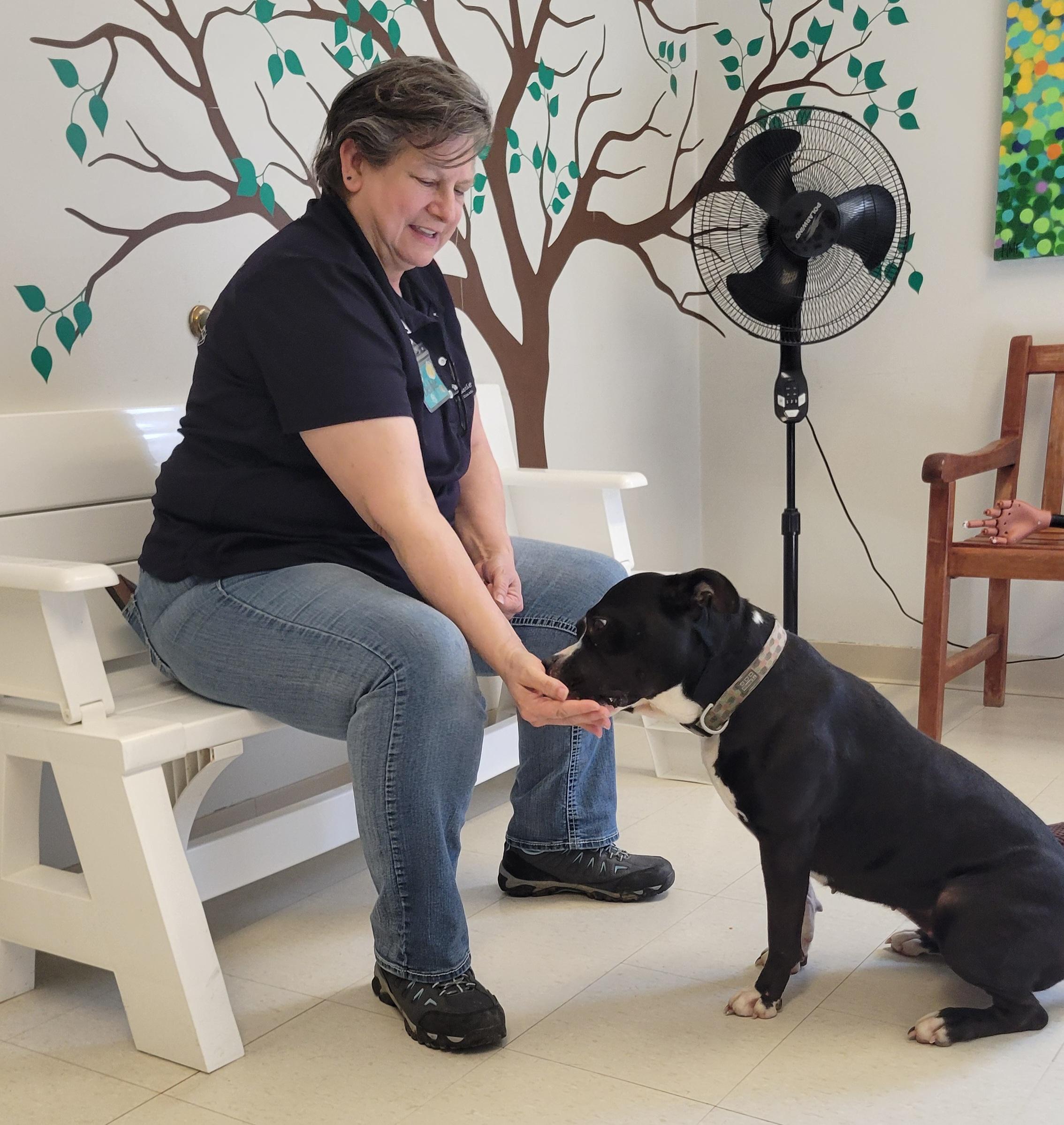 Micromanager, Adoptable, Adult Female Terrier.