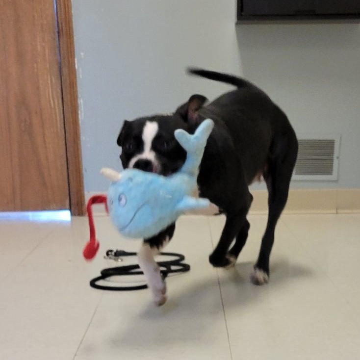 Enlarge Tootsie- 100% Sponsored Adoption, a Adoptable mixed breed in West Jefferson, OH image 4/5