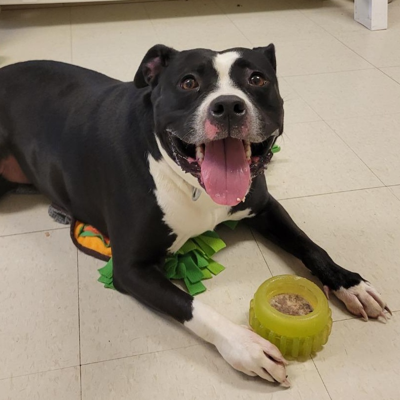 Enlarge Tootsie- 100% Sponsored Adoption, a Adoptable mixed breed in West Jefferson, OH image 1/5