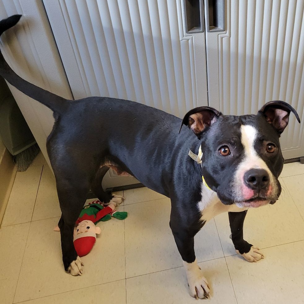 Enlarge Tootsie- 100% Sponsored Adoption, a Adoptable mixed breed in West Jefferson, OH image 5/5