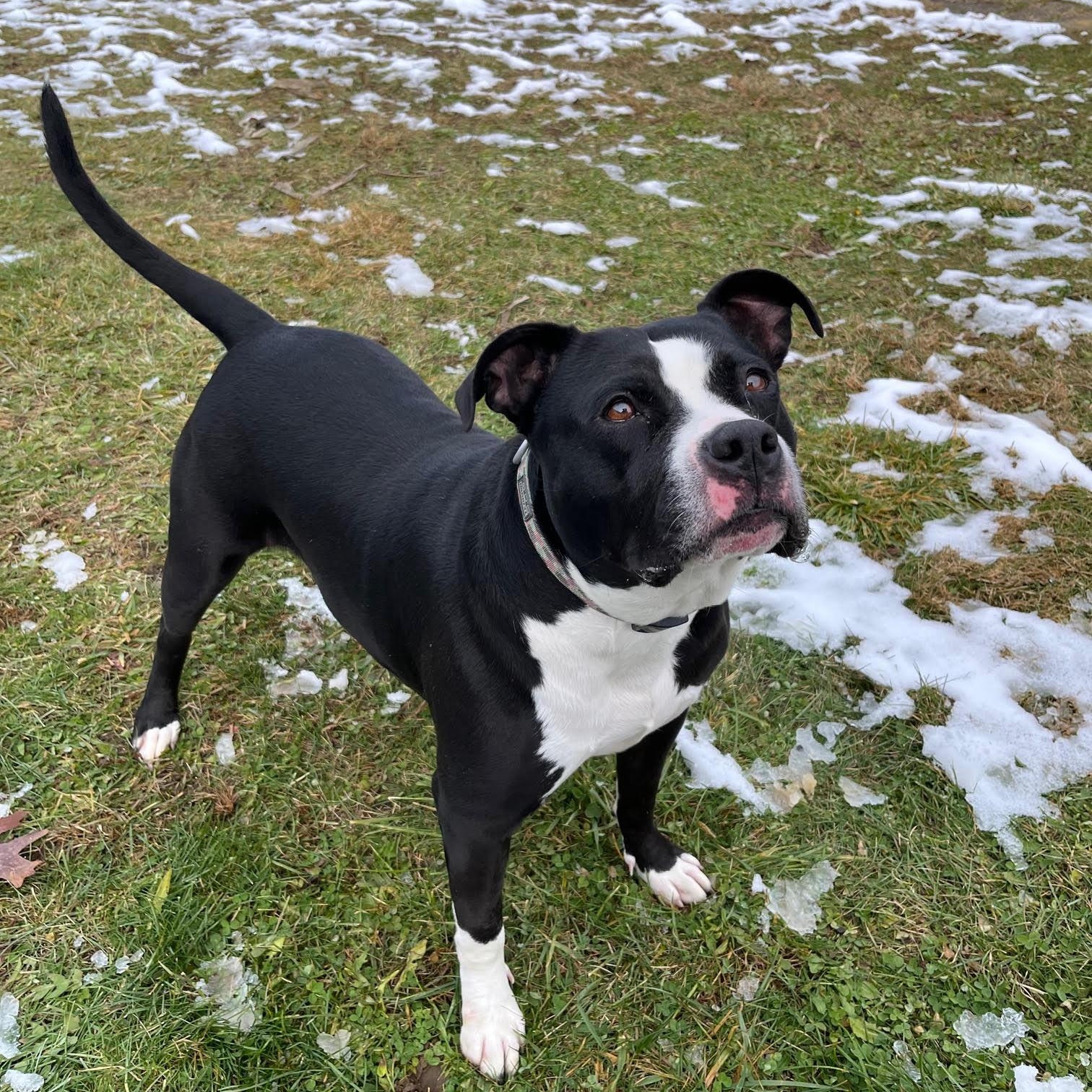 Enlarge Tootsie- 100% Sponsored Adoption, a Adoptable mixed breed in West Jefferson, OH image 4/5