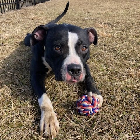 Enlarge Tootsie- 100% Sponsored Adoption, a Adoptable mixed breed in West Jefferson, OH image 2/5