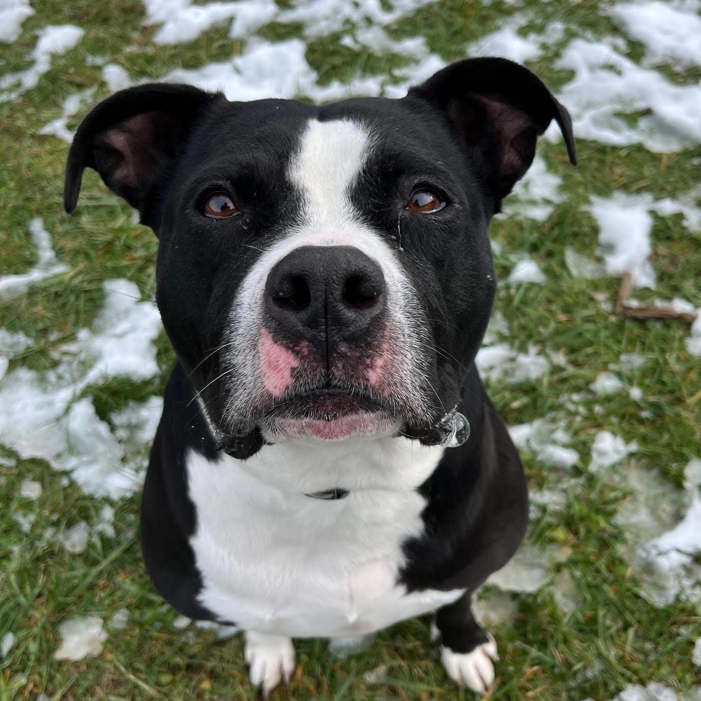 Enlarge Tootsie- 100% Sponsored Adoption, a Adoptable mixed breed in West Jefferson, OH image 5/5