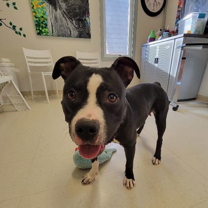 Enlarge Tootsie- 100% Sponsored Adoption, a Adoptable mixed breed in West Jefferson, OH image 3/5