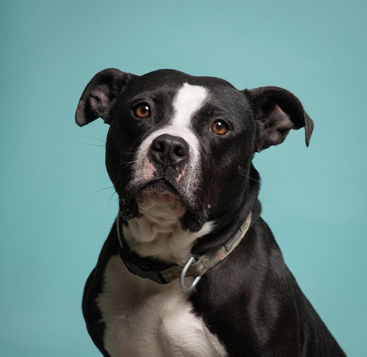 Tootsie, Adoptable, Adult Female Terrier.