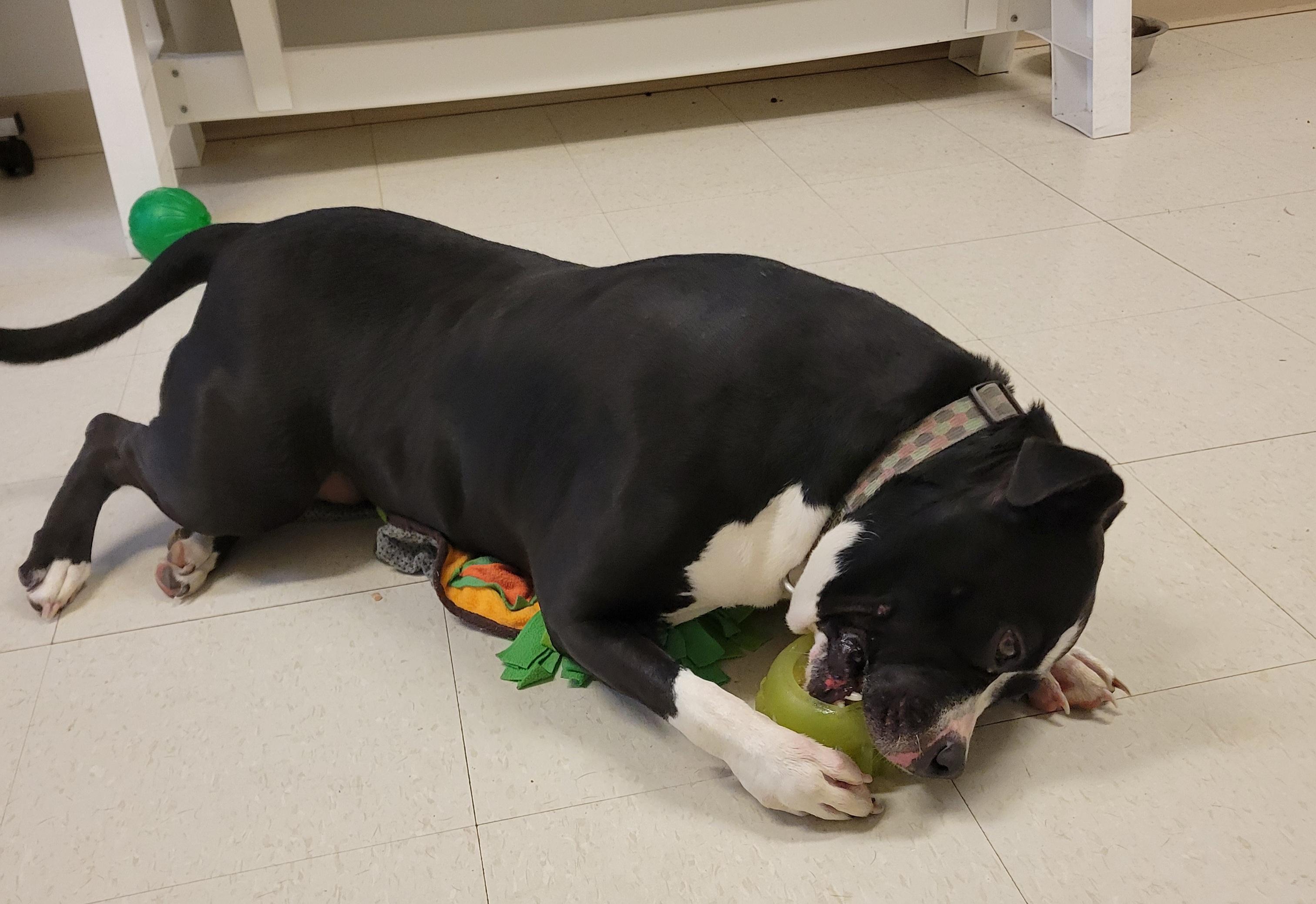 Enlarge Tootsie, a Adoptable mixed breed in West Jefferson, OH image 4/5