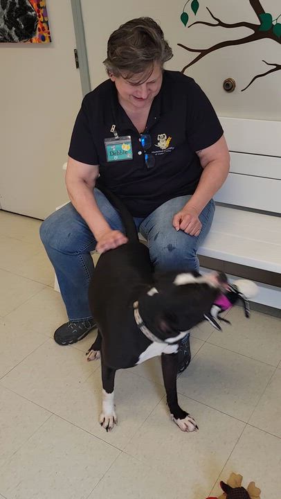 Enlarge Tootsie, a Adoptable mixed breed in West Jefferson, OH video 5/5