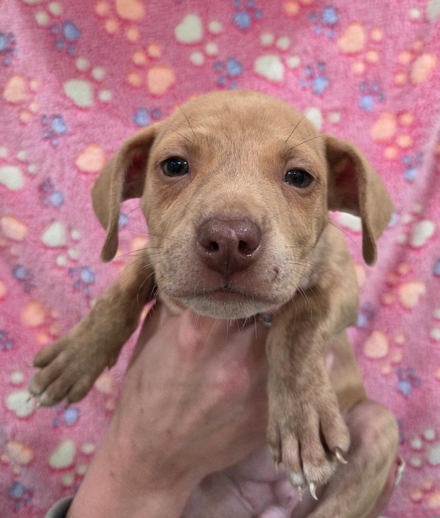 Janice, Adoptable, Puppy Female Chihuahua & Australian Cattle Dog / Blue Heeler.