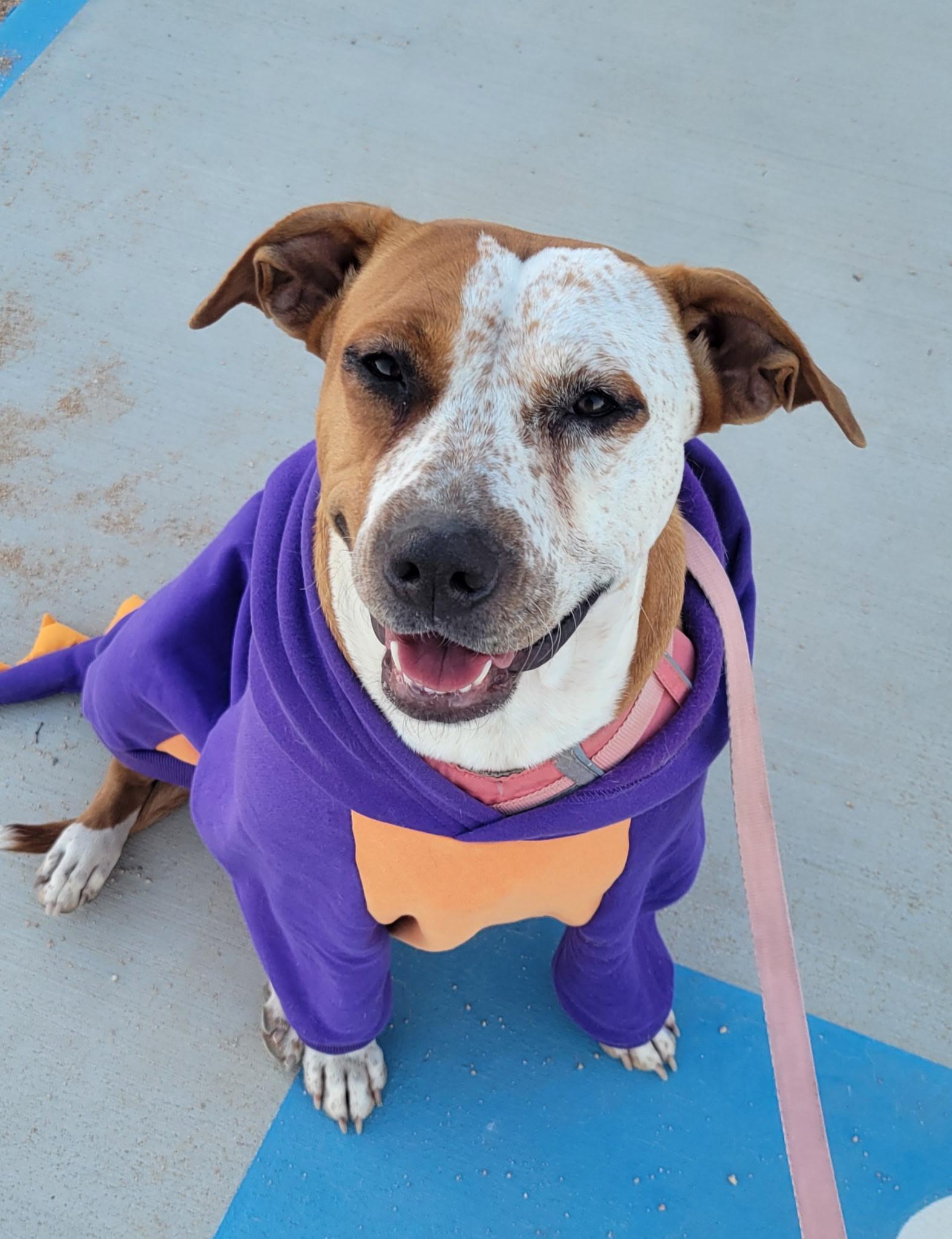 PEPPERMINT PATTY, a Adoptable mixed breed in Joshua Tree, CA image 1/5