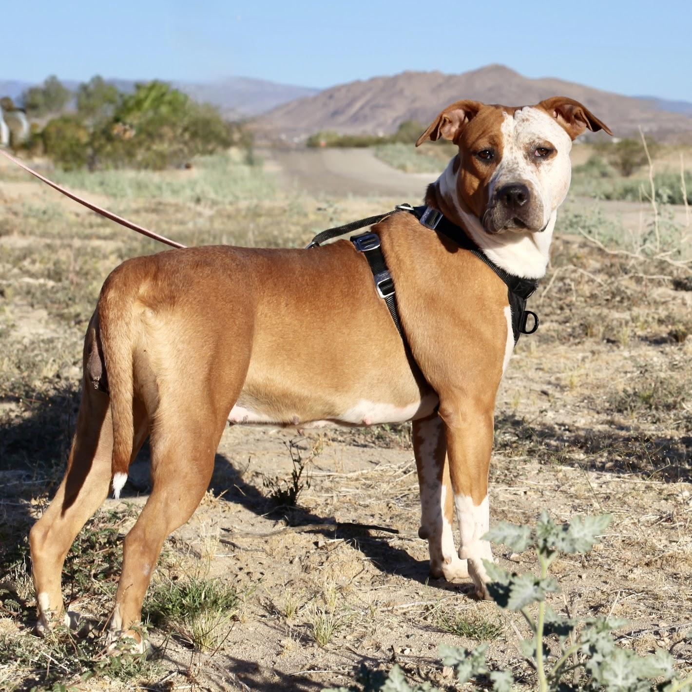 PEPPERMINT PATTY, a Adoptable mixed breed in Joshua Tree, CA image 2/5