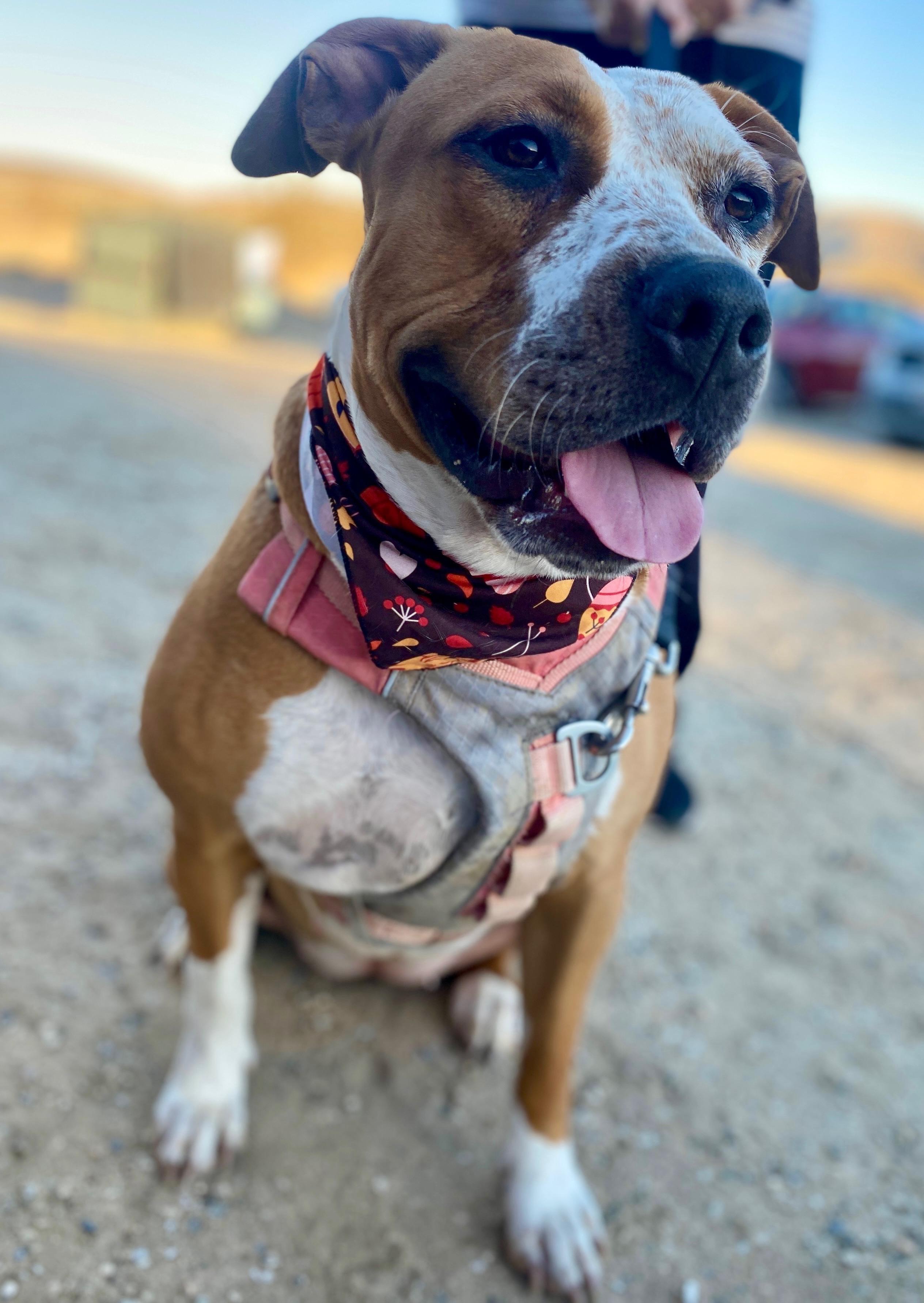 PEPPERMINT PATTY, a Adoptable mixed breed in Joshua Tree, CA image 3/5