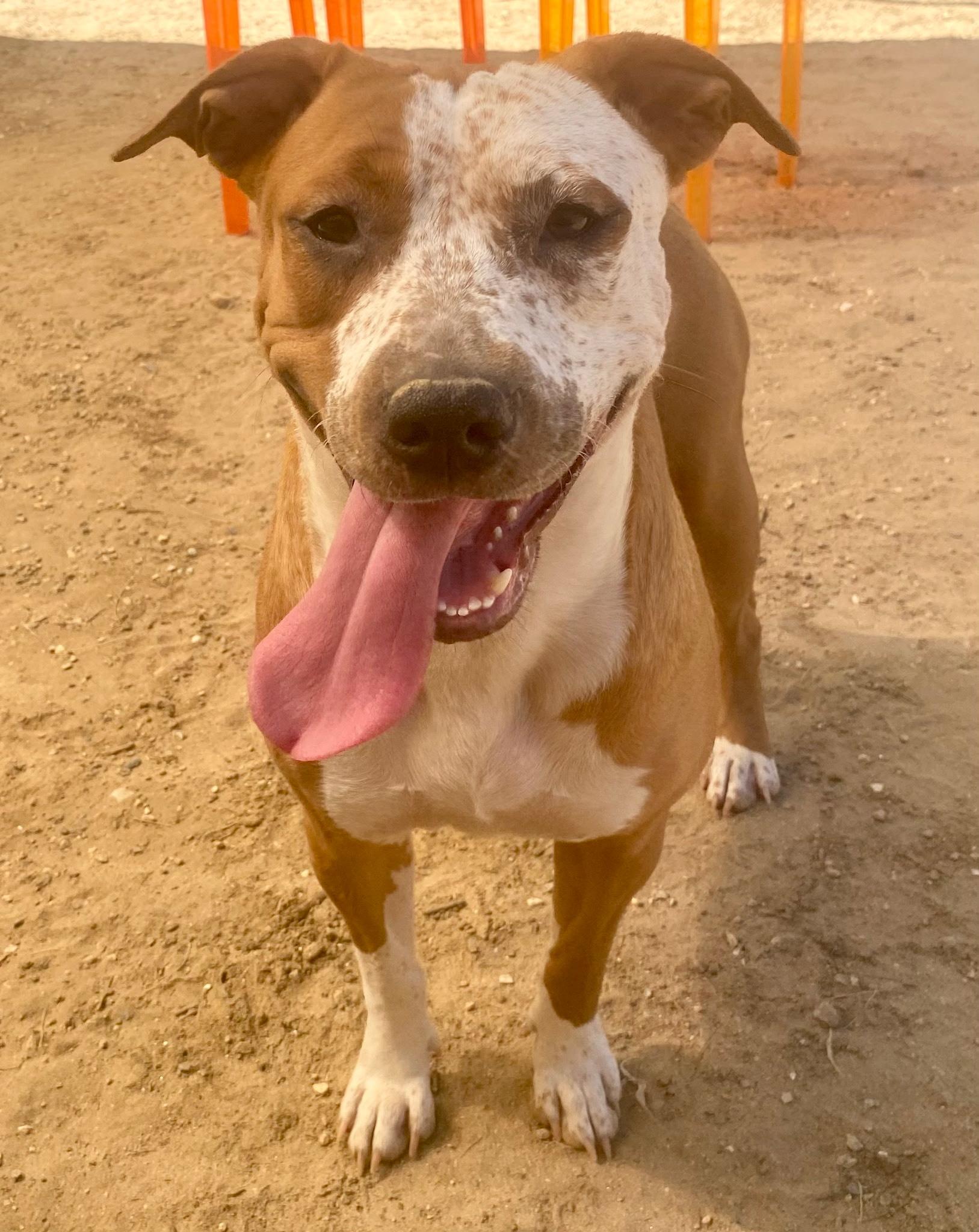 PEPPERMINT PATTY, a Adoptable mixed breed in Joshua Tree, CA image 5/5