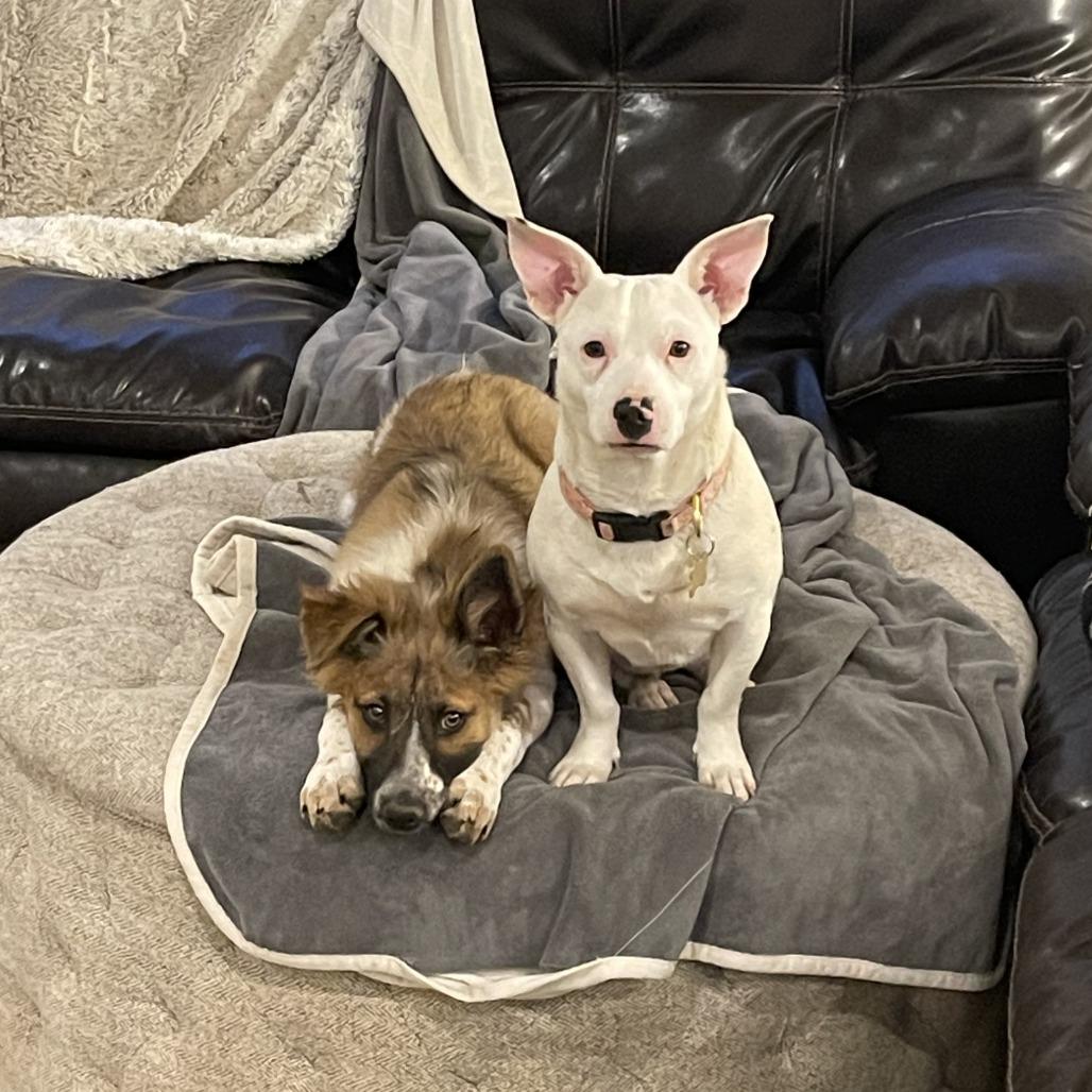 Enlarge Diamond, a Adoptable mixed breed in St. George, UT image 3/6