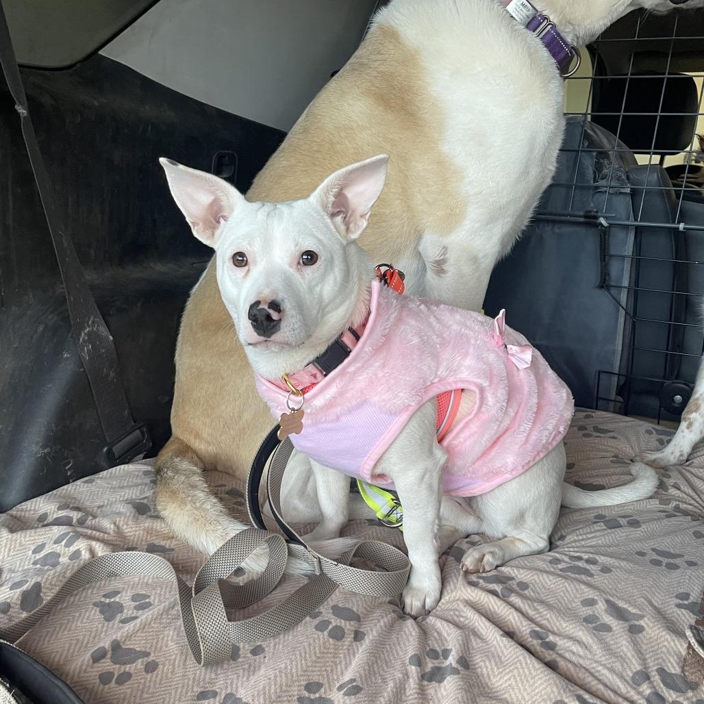 Enlarge Diamond, a Adoptable mixed breed in St. George, UT image 6/6