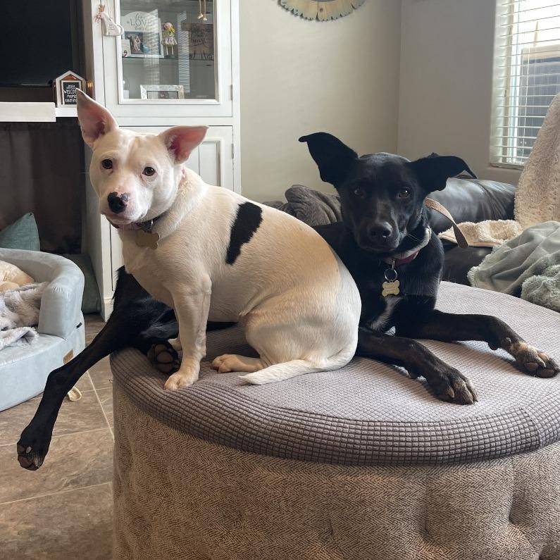 Enlarge Diamond, a Adoptable mixed breed in St. George, UT image 6/6