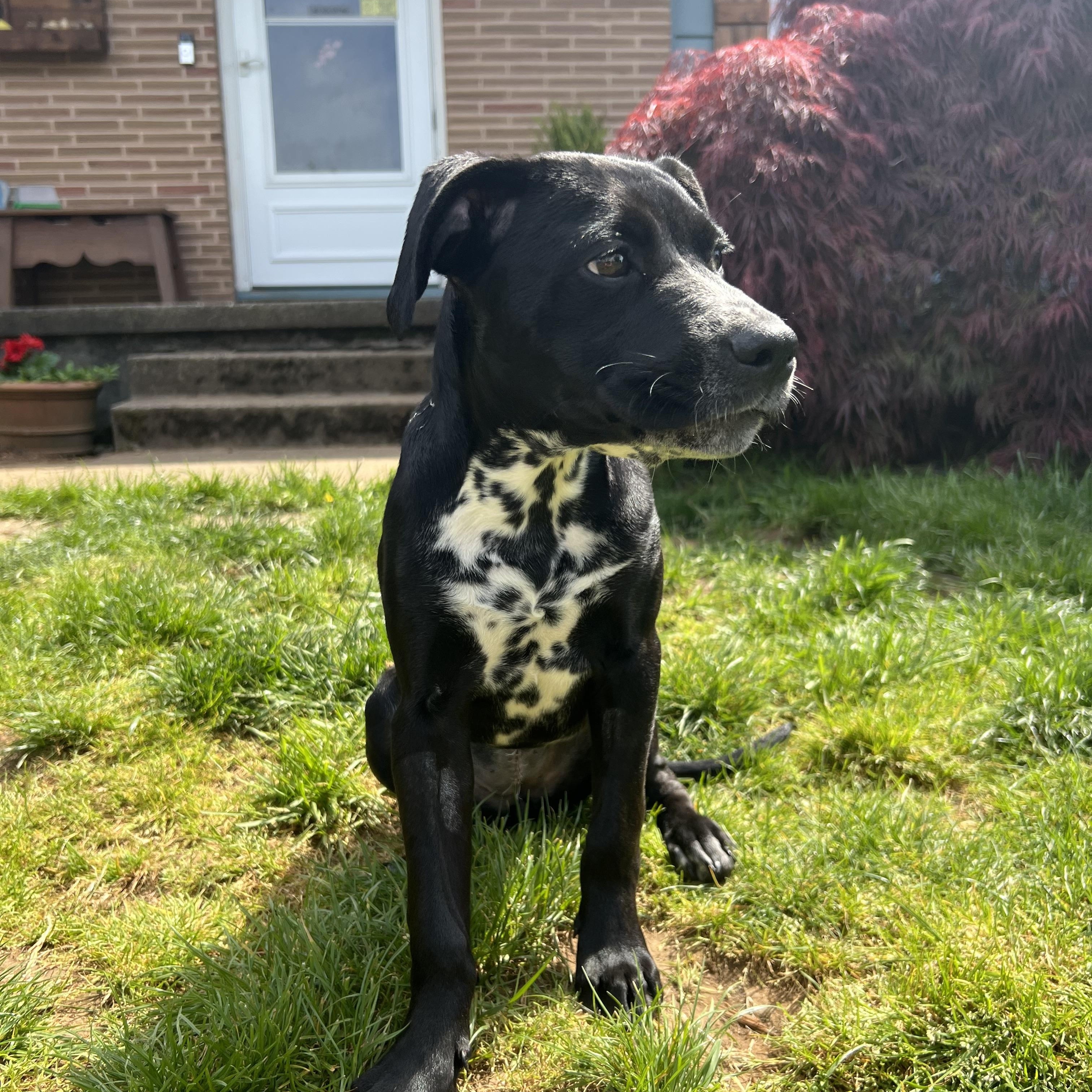 Cherry Tomato-Portland, OR, a ADOPTABLE mixed breed in Portland, OR image 3/6