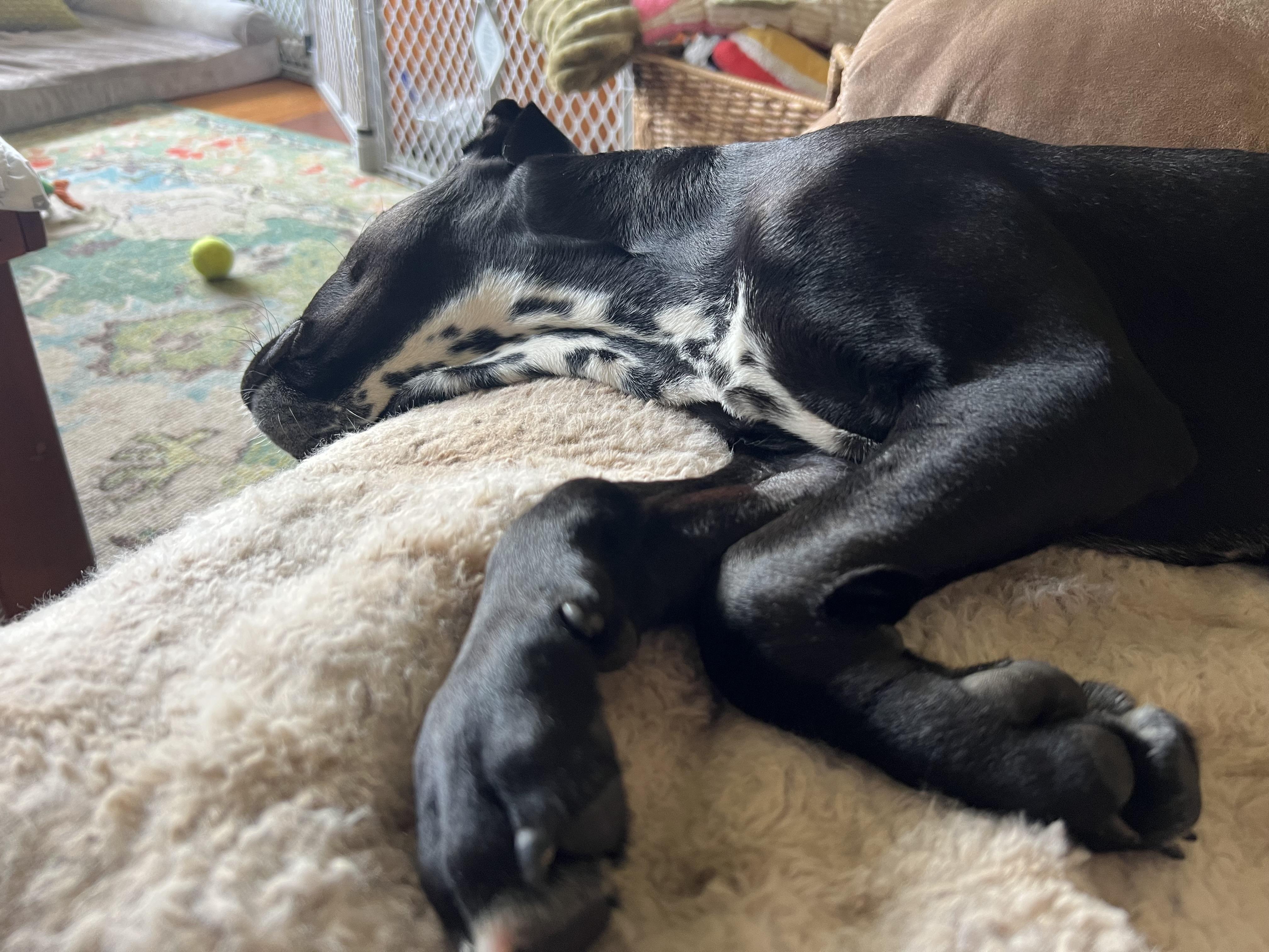Cherry Tomato-Portland, OR, a ADOPTABLE mixed breed in Portland, OR image 5/6