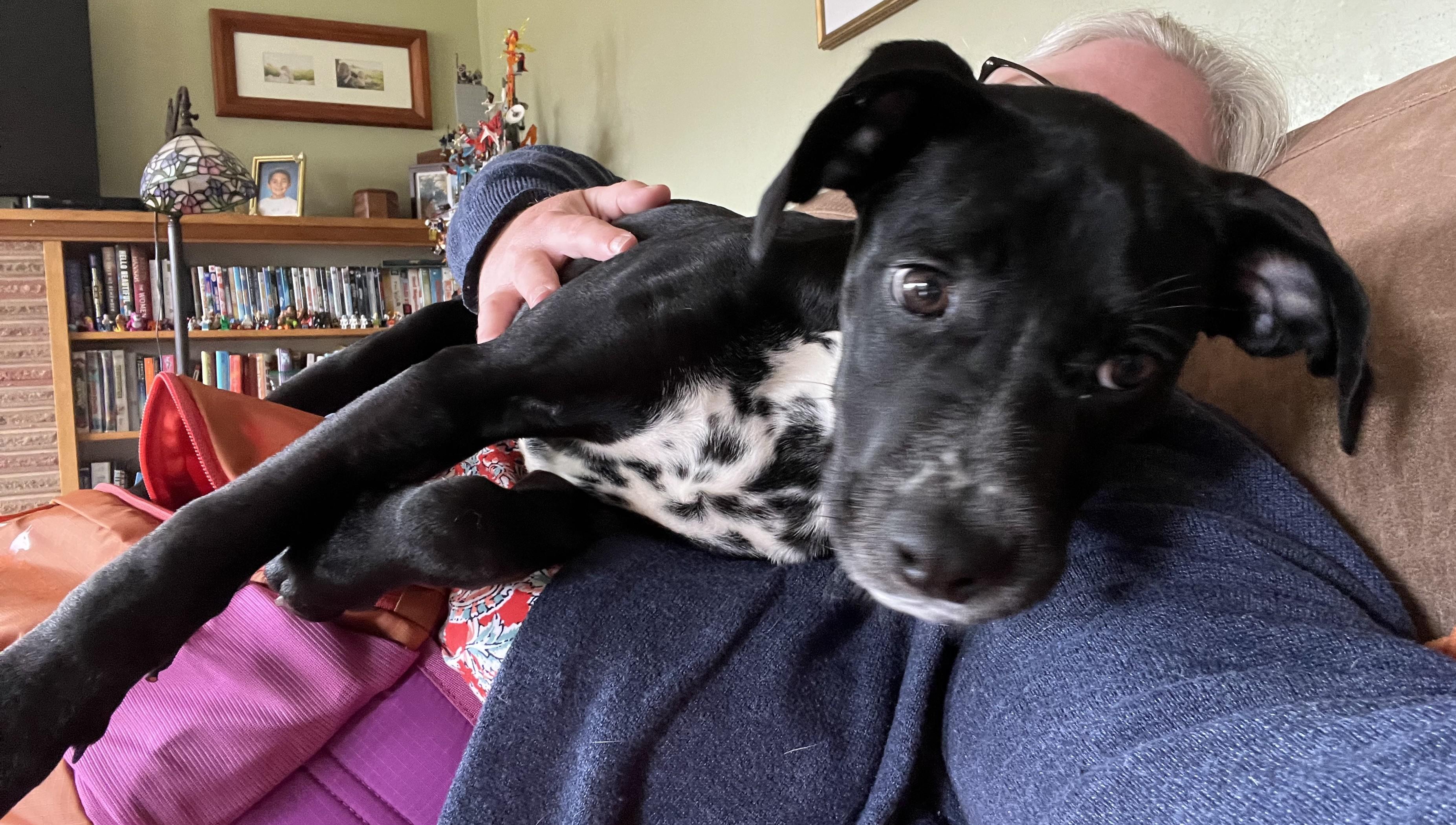 Cherry Tomato-Portland, OR, a ADOPTABLE mixed breed in Portland, OR image 2/6
