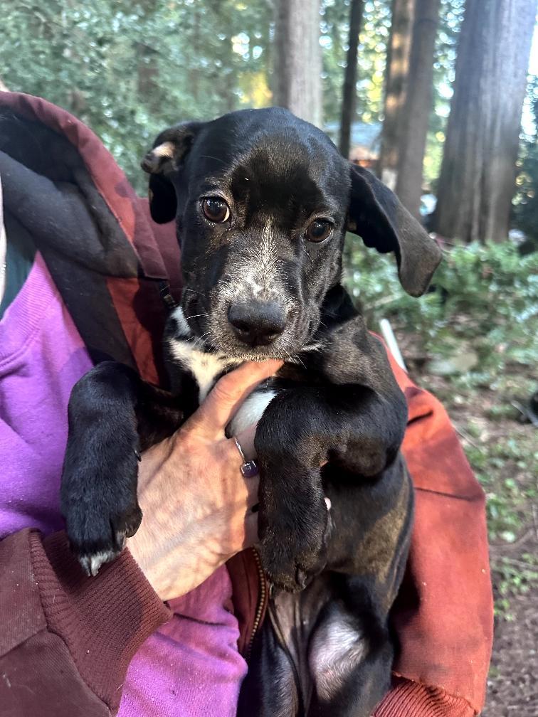 Cherry Tomato-Portland, OR, a ADOPTABLE mixed breed in Portland, OR image 4/6