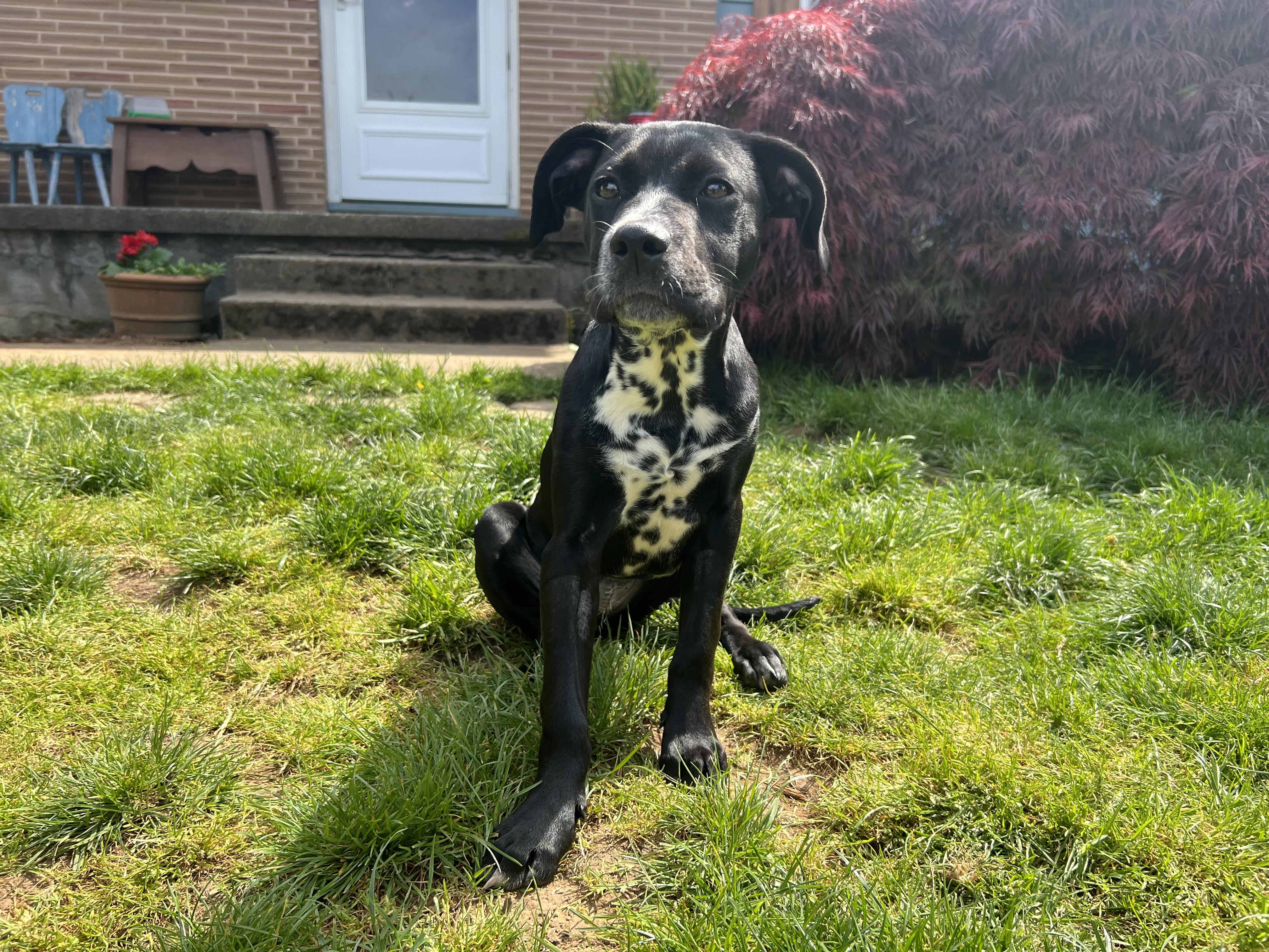 Cherry Tomato-Portland, OR, ADOPTABLE, Puppy Female Dalmatian & American Staffordshire Terrier.