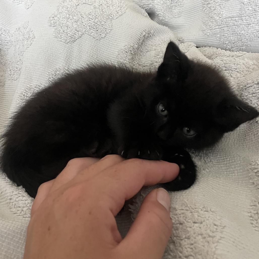 Enlarge Magic, a Adoptable Domestic Long Hair in Long Beach, CA image 1/5